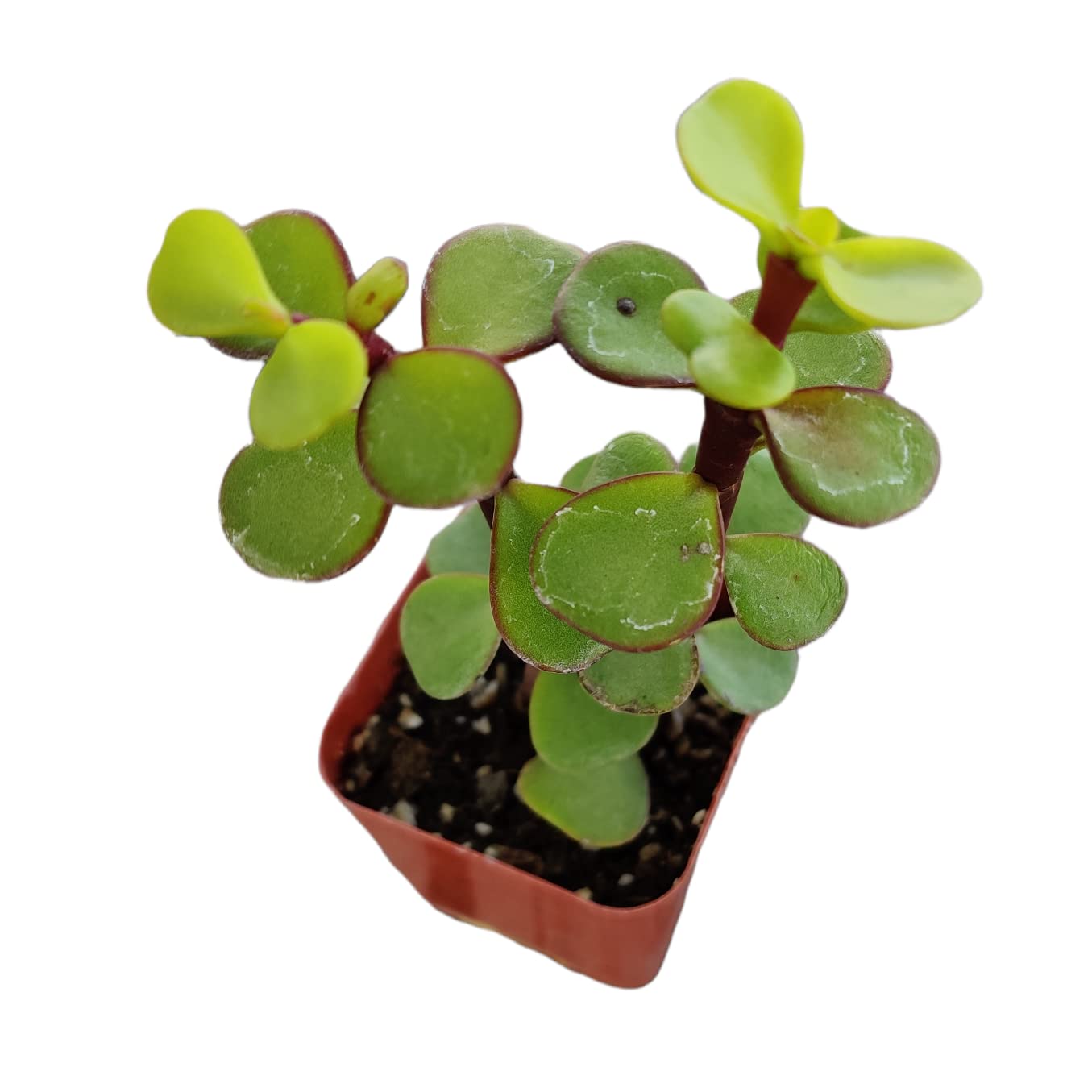 FOLIAGEMS Live Cactus Succulent Plants from USKC (2" Pot Portulacaria Afra)