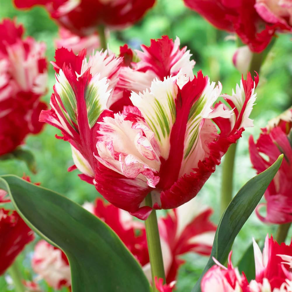 YouGarden Tulip 'Estella Rijnveld', 24 x Bulbs Size 11/12, For Autumn Planting and Spring Flowers, Tulip Bulbs