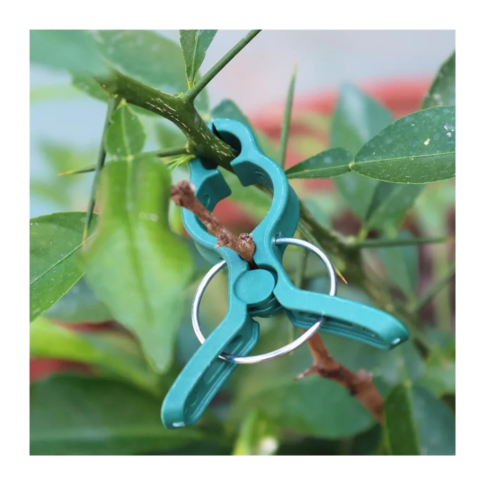 Generico Clip di Supporto for Piante Verdi for rampicanti con Clip fisse