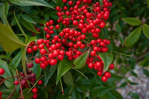 Miniatura 2 de Semillas de Buffalobery Silver para plantar (100 semillas) - Shepherdia argentea