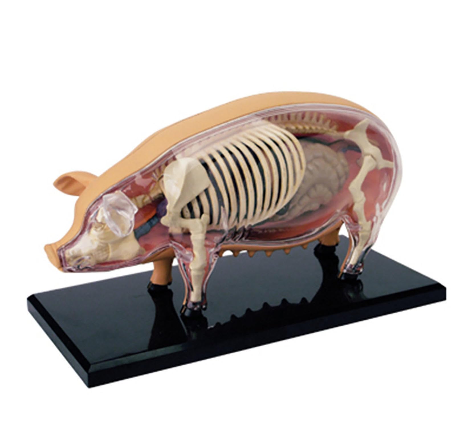 AMITD Modello anatomico di maiale 4D, modello di anatomia scheletrico, modello di anatomia animale - 19 organi staccabili parti del corpo modello animale - modello educativo per dimostrazione medica