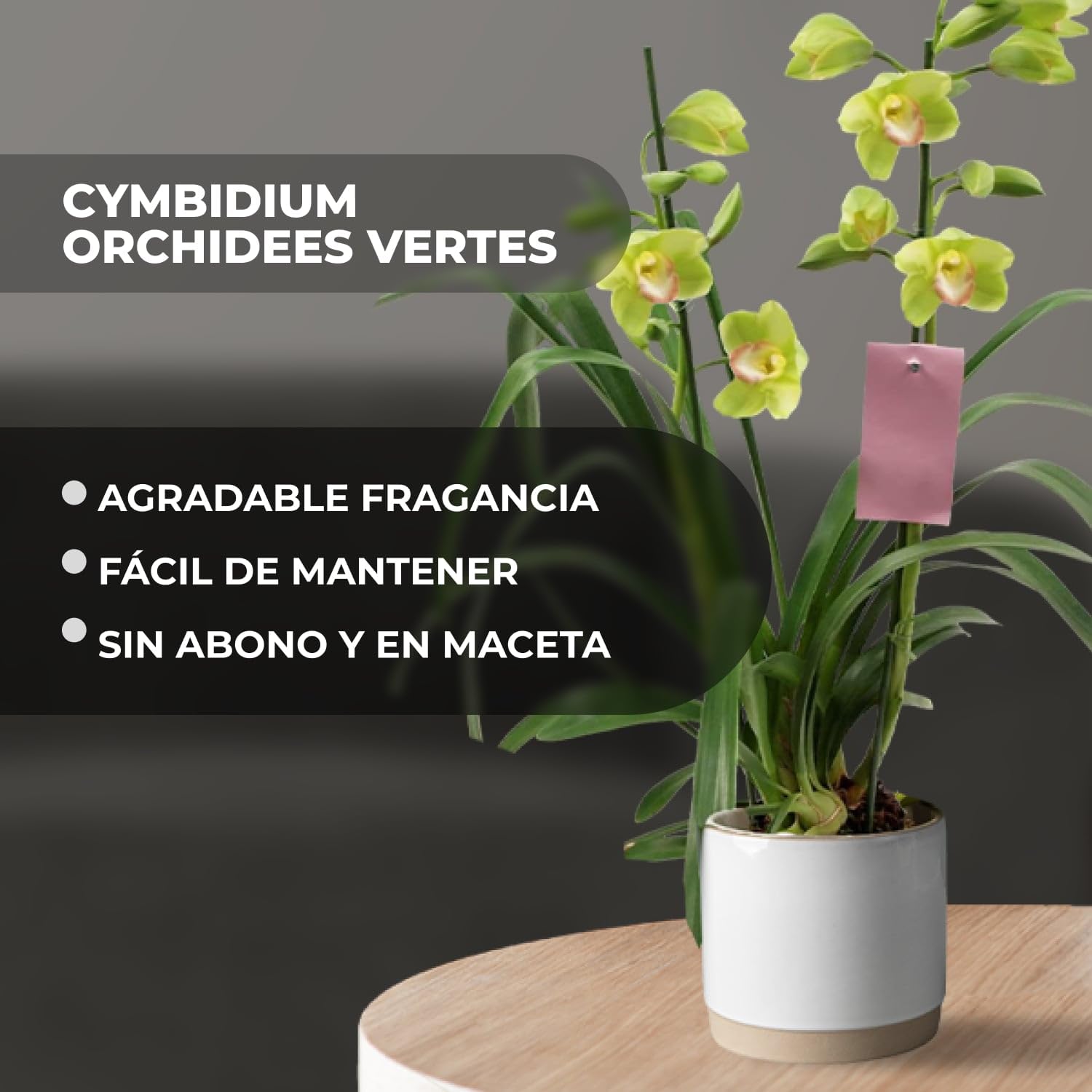 Orquídeas Cymbidium Verde - 1 Plantas de Interior Naturales - 60-70 cm - Plantas Naturales de Holanda - No Resistente al Frío - Decoracion Interior - Sin Semillas, No Artificiales