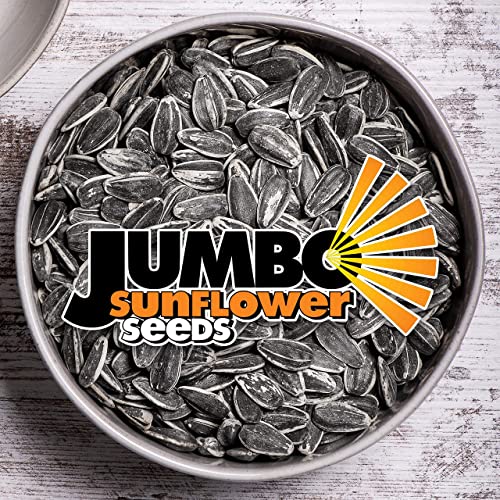 Jumbo Sunflower Seeds Double Bundle (6 Original + 6 Ranch) #TOP1