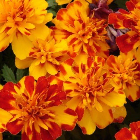 Marigold, Bonanza Bolero Marigold Seeds, 50 Seeds, Flower Seeds