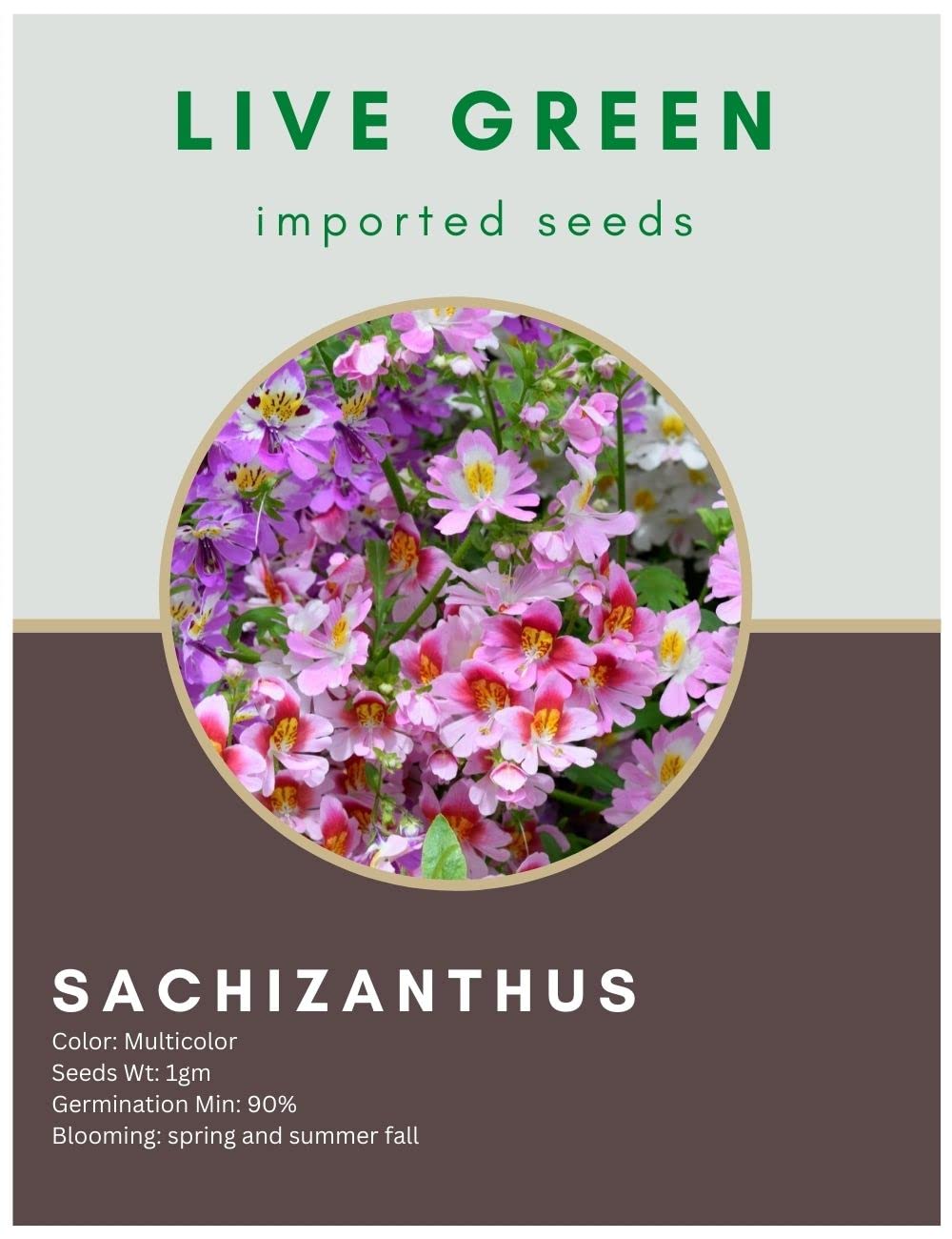 Live Green Imported Seeds - Butterfly Schizanthus Mix Flower Seeds for Garden Beauty - Pack of 1gm Seeds (B0BRBK25NJ) Amazon Price History, Amazon Price Tracker