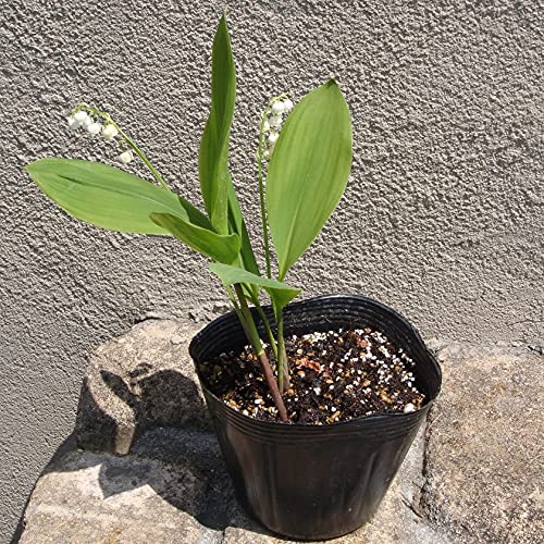 Amazon | スズラン 3本セット | 植木