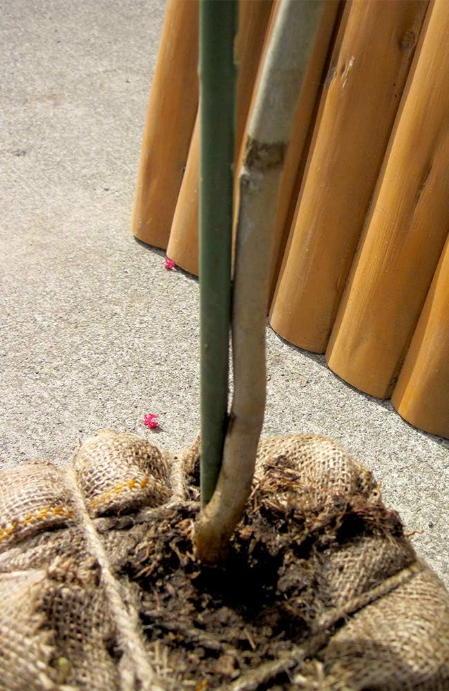 紅葉(コハウチハカエデ変種)盆栽 SS001 紅葉(イロハモミジ変種)盆栽