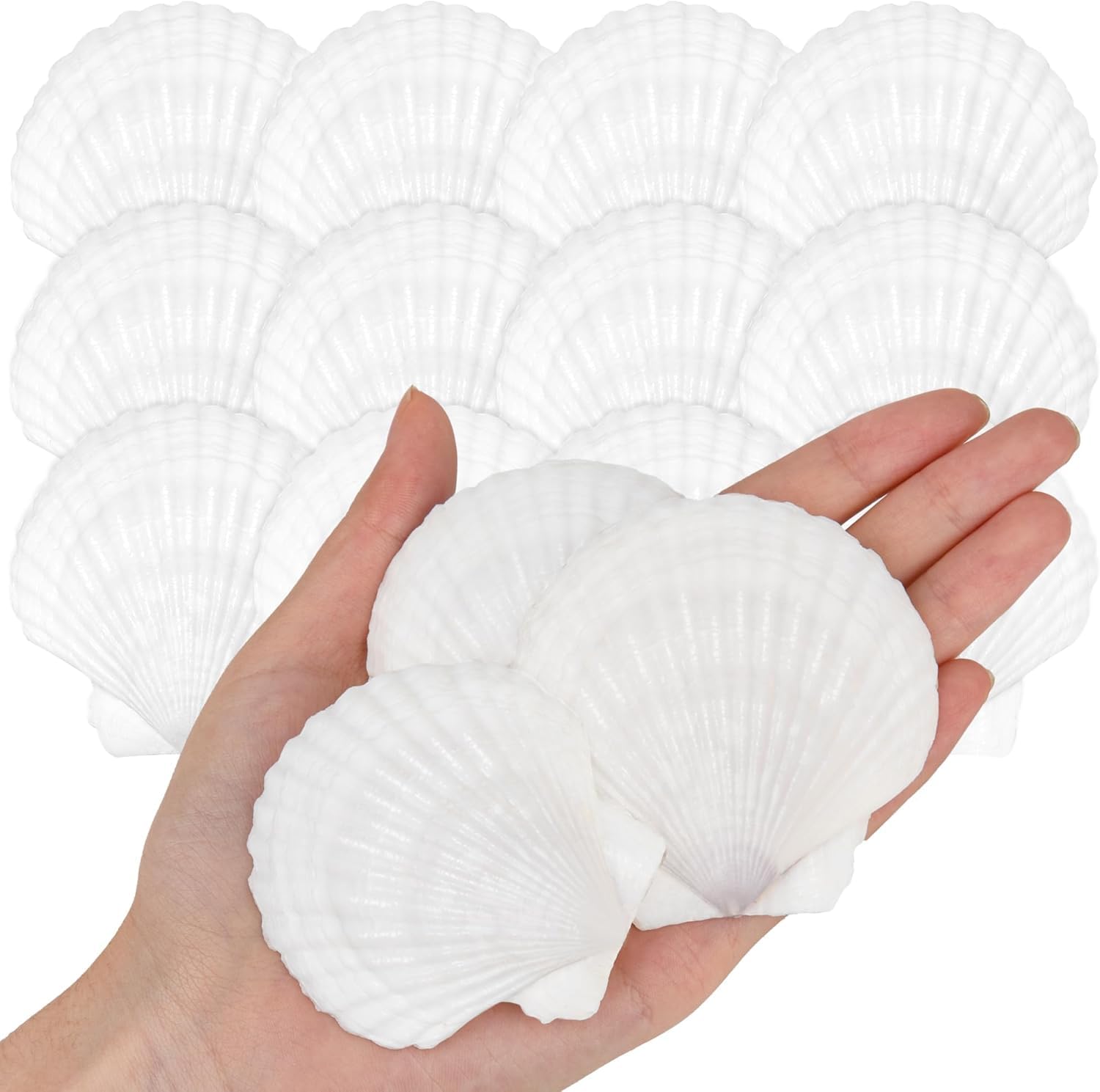 10 Conchiglie Decorative Naturali - 10-12 Cm, Bianche, Per Decorazioni 10 Conchiglie Decorative Naturali - 10-12 Cm, Bianche, Per Decorazioni