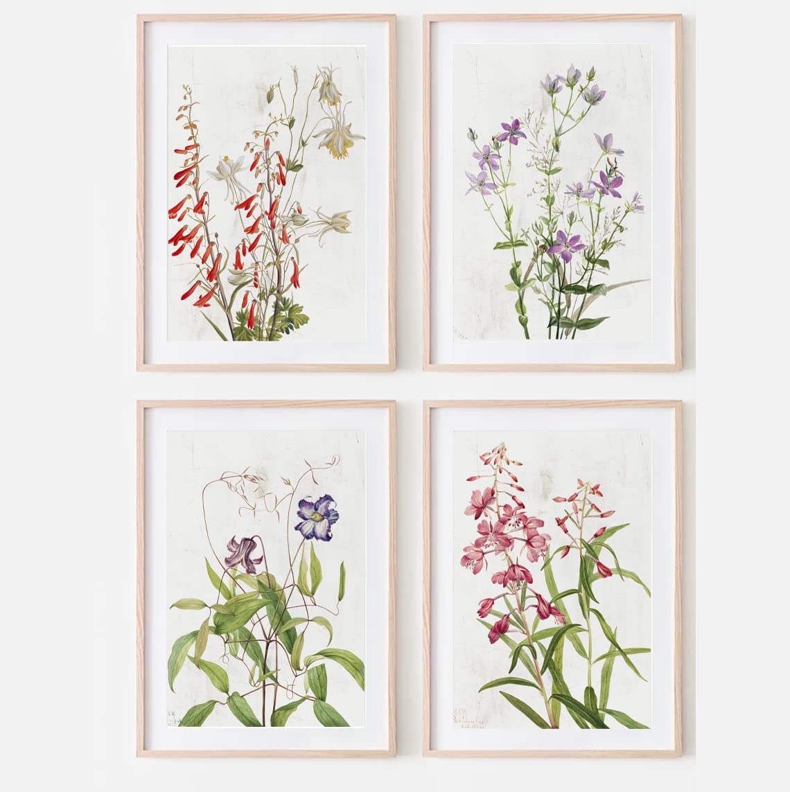 Set of Four Vintage Wildflower Flowers Botanical Study Plant Flora Farmhouse Poster Print Wall Art Decor (8" x 10" unframed)