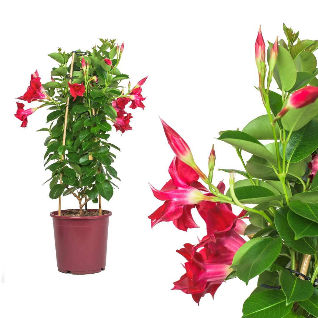IFLO® Dipladenia Mandevilla rot – blühende Kletterpflanze im Topf für Balkon, Terrasse & Garten, chilenischer Jasmin, 1 Pflanze