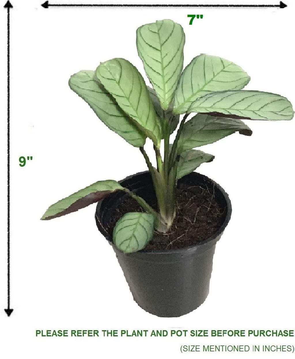 Buy OhhSome Plant For Study Table Ctenanthe Burle Marxii Amagris