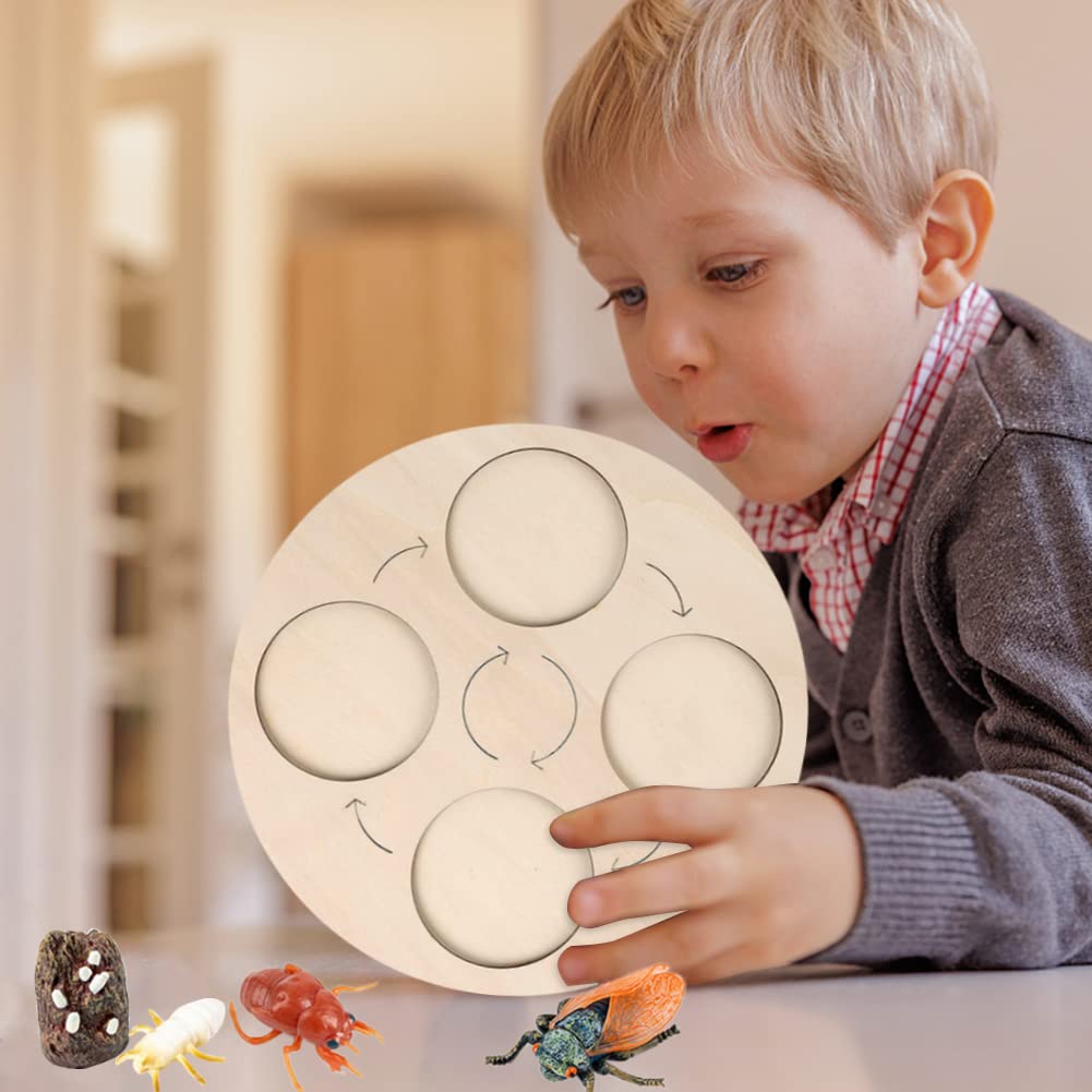 Butterfly Animal Life Cycle, 4 Pezzi - Modello di Sviluppo degli Insetti, Figure Didattiche per Bambini, Giocattoli Educativi per Ragazzi e Ragazze, Decorazione per Scrivania