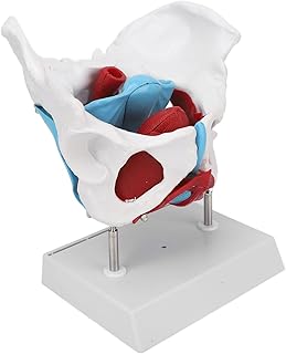 Female Pelvis Model, Pelvic Floor Female Anatomy Model Removable Colored Female Pelvis Model Female Pelvic Floor Muscle Anatomical Model for Midwifery Teaching Learning Display