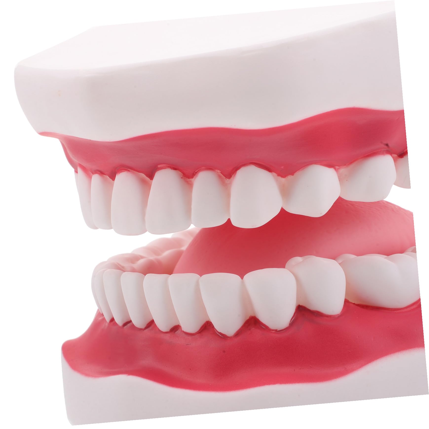 Modello Dentiera Ingrandito Lingua e Gengive per Pratica e Didattica Riproduzione Realistica Bocca Umana Portatile e Resistente per Studio Odontoiatrico e Formazione