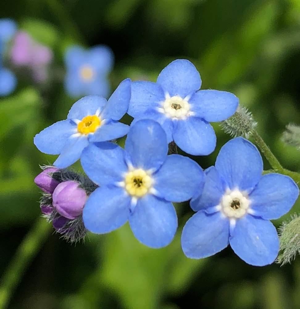 LIZ様◇【ドライフラワー】勿忘草/わすれな草/忘れな草（S）（759