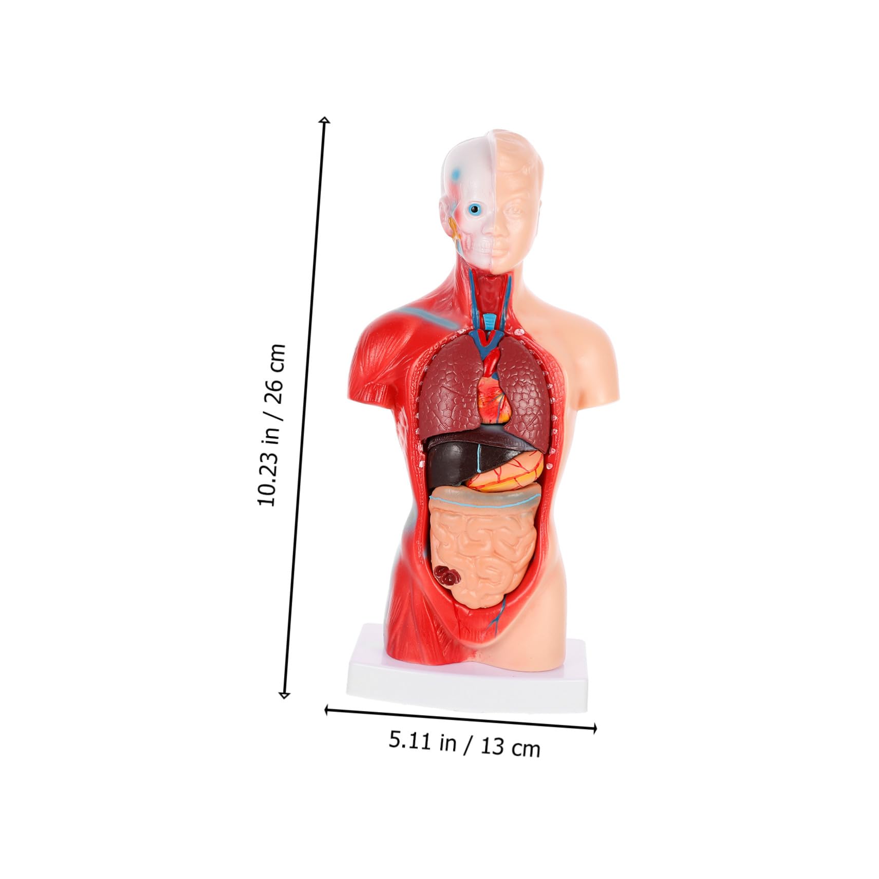 Medizinisches Lehrmodell Herz und Organe Anatomisches Organmodell aus Stabilem Material Zerlegbares Biologie Demonstrationsmodell für Unterricht und Patientenerklärung