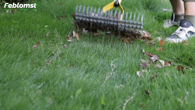 Amazon.com : Thatch Rake for Lawns, Heavy Duty Garden Dethatcher