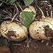 Katolang Semillas de Batata Dulce sabrosos Platos Vegetarianos nutritivo JICAMA Semillas Vegetales para jardín