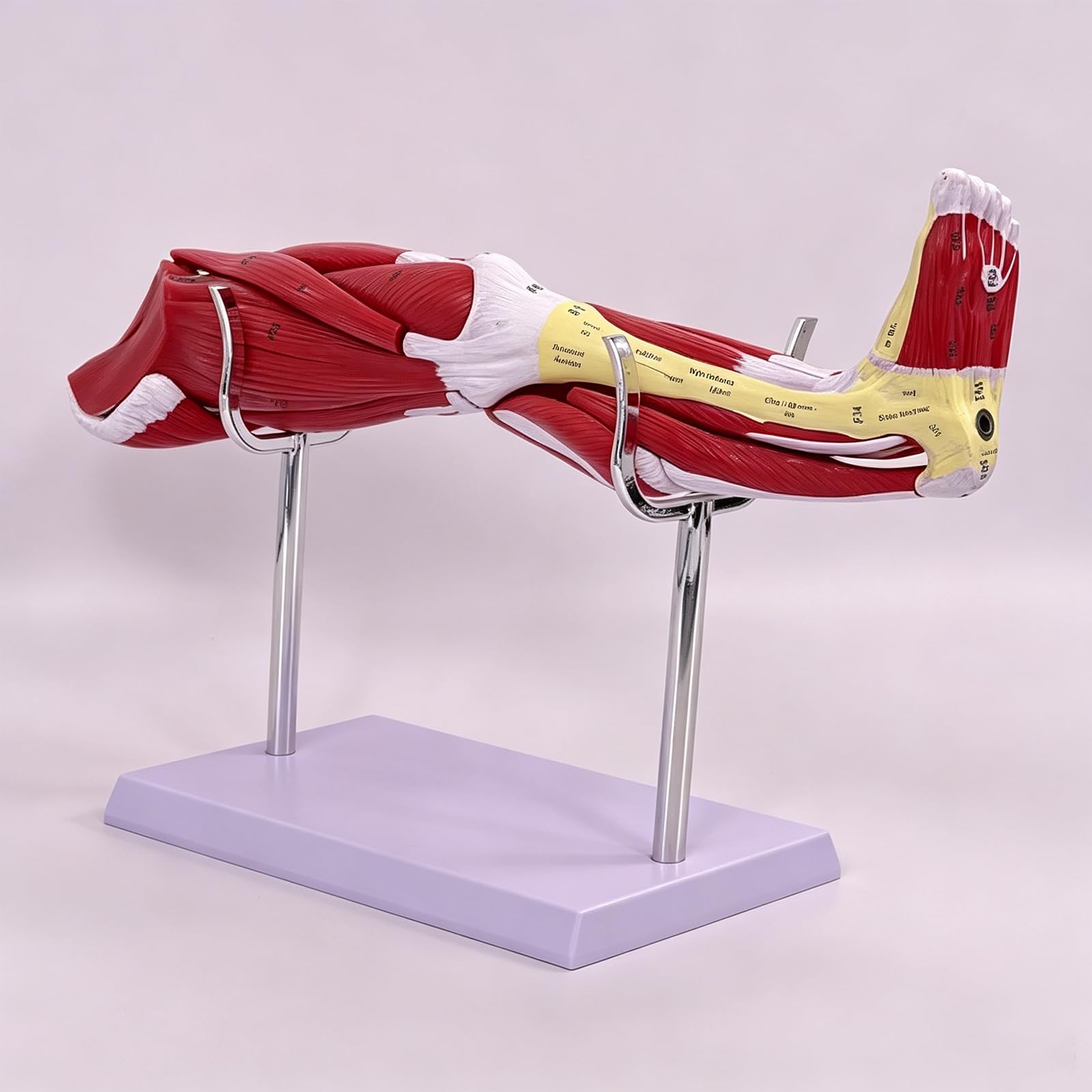 Modelo De Músculos De La Pierna Humana, Modelo Anatómico De La Pierna Humana A Escala 1/2 del Tamaño Real, con Indicadores De Ubicación Digitales Que Detallan Músculos, Vasos Sanguíneos Y Nervios