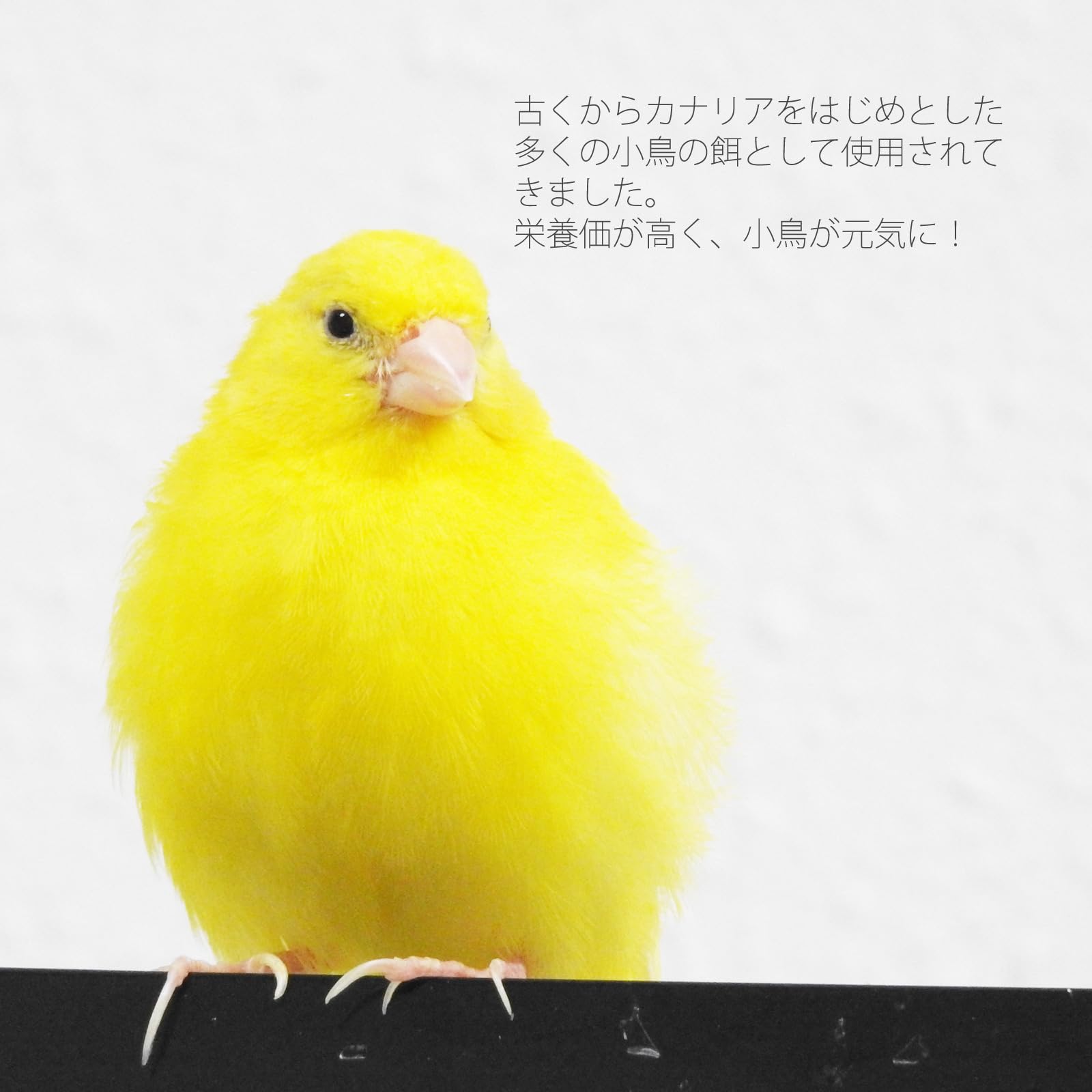 Amazon | 無添加 カナリアシード 500g 小鳥のエサ インコ 文鳥 などに