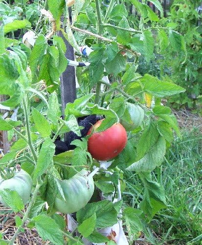 Vista 5 de Clovers Garden Plantas de tomate Mortgage Lifter Dos (2) plantas vivas Sin OMG Sin semillas Cada una de 4 a 8 pulgadas de alto en macetas de 4
