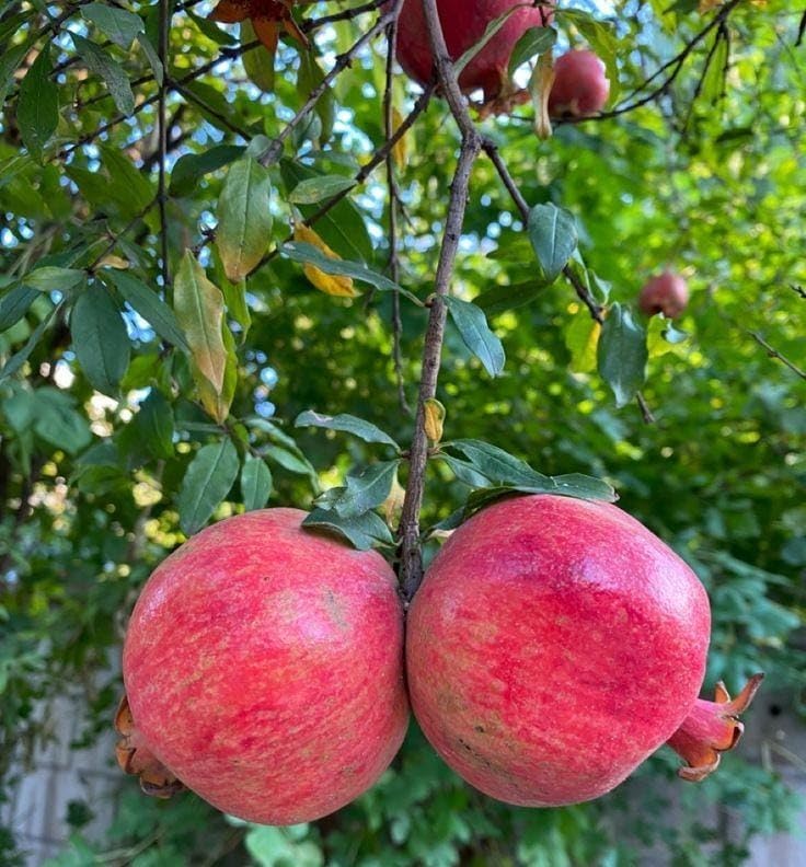 ANGEL RED POMEGRANATE Live Plant – [100% Organic Hybrid Dalim Sapling] | High-Yielding Soft-Seeded Variety with Vivid Red Arils | Fast-Fruiting Anar Tree for Rooftop & Pots (Pack of 1) Fx-image-24
