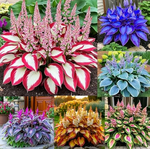 Imported Hosta Flower Seeds Mix for Home and Garden, 100+ Seeds Per Pack Imported Hosta Flower Seeds Mix for Home and Garden, 100+ Seeds Per Pack