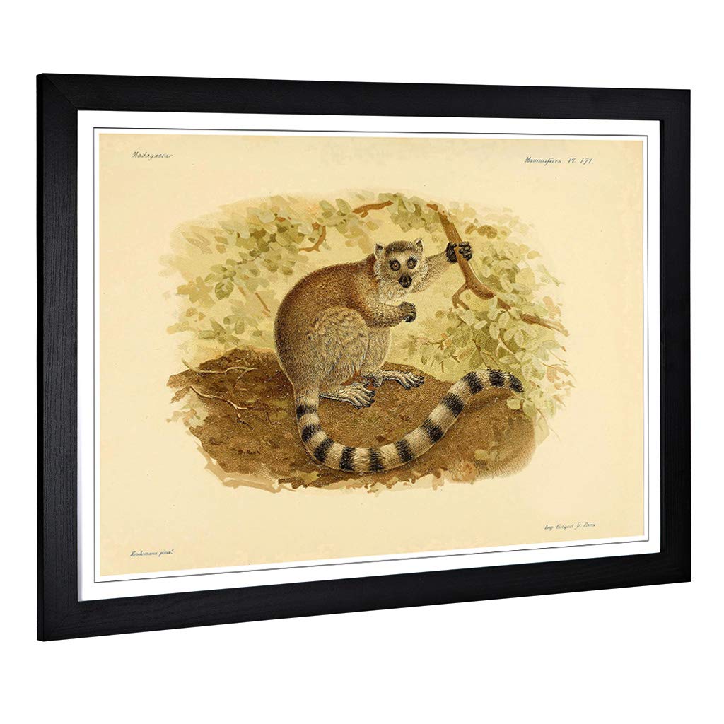 Big Box Art Framed Print of Vintage J.G. Keulemans Ring-Tailed Lemur Design | Wall Art Picture | Home Decor for Kitchen, Living Room, Bedroom, Hallway, Black, A2 / 24.5x18 Inch / 62x45cm