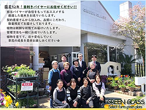 Amazon.co.jp: 日本茶 お茶の木【 お茶の木 3.5号苗 4個セット