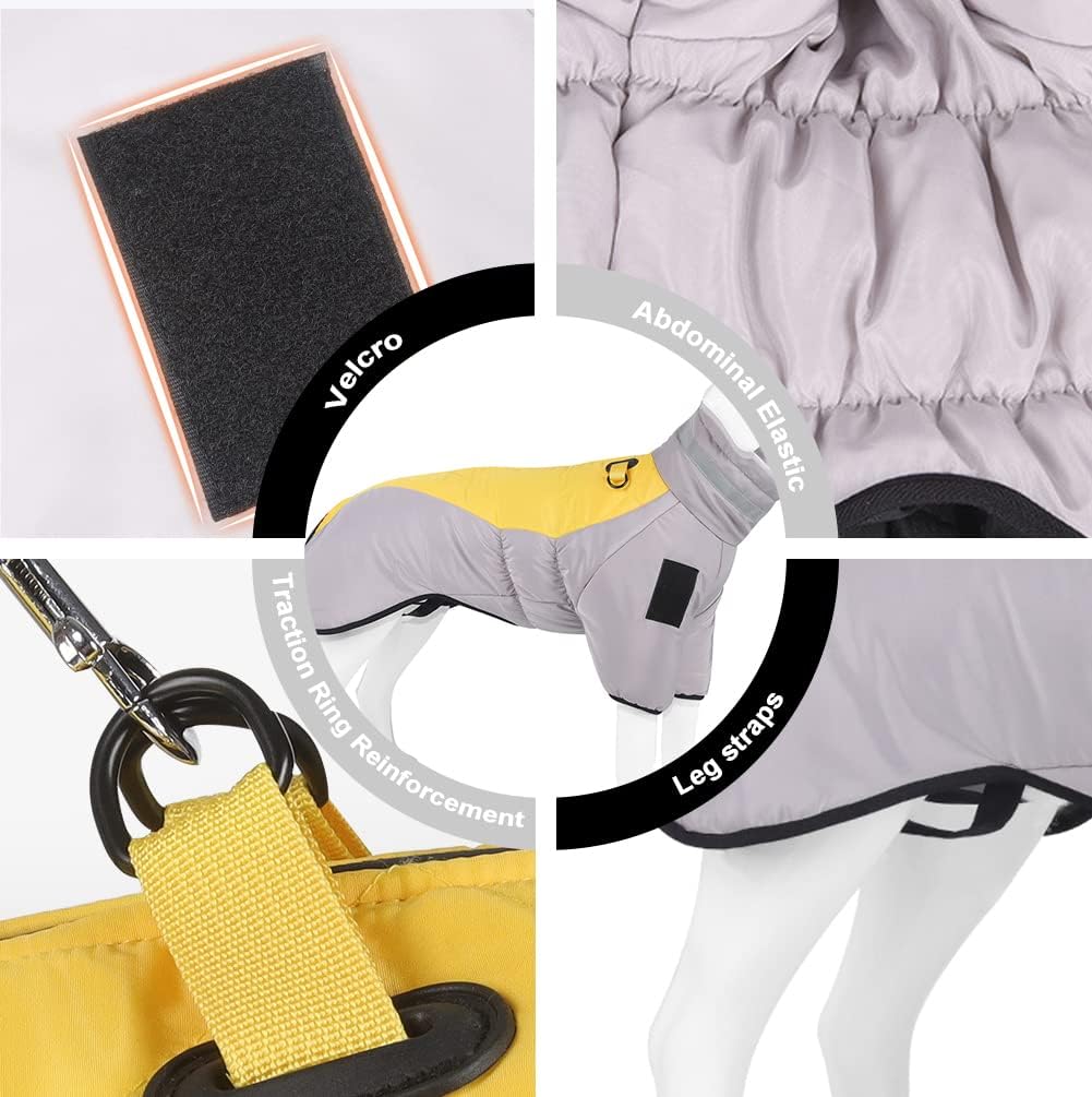 Pseća jakna u nošenju