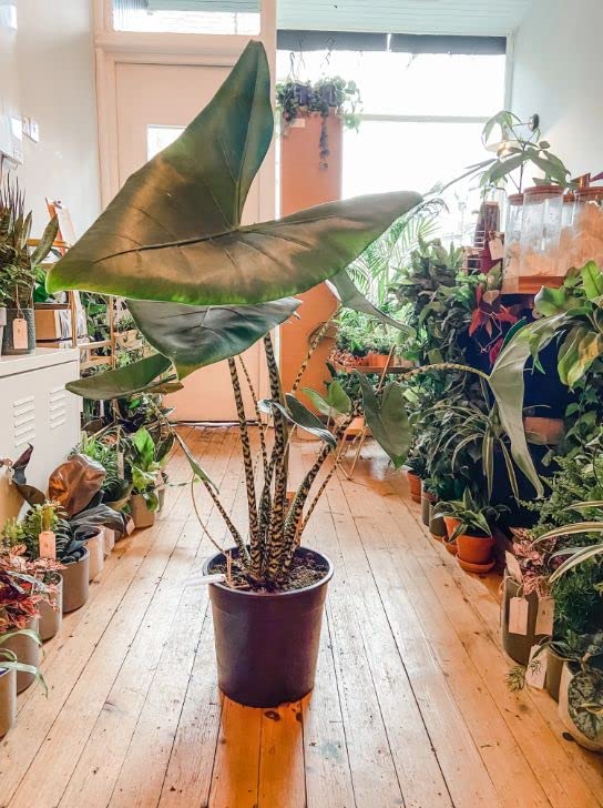 Alocasia Zebrina Houseplant - Exotic Tropical Elephant Ear Plant - Live  Indoor Plant - Perfect for Home & Office Decor - Easy to Grow - 14cm Pot  -50cm Tall : Amazon.co.uk: Garden