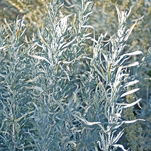 Palm Beach Medicinal Herbs - Silver Sagebrush (Artemisia Cana) - Packet of 40 Seeds