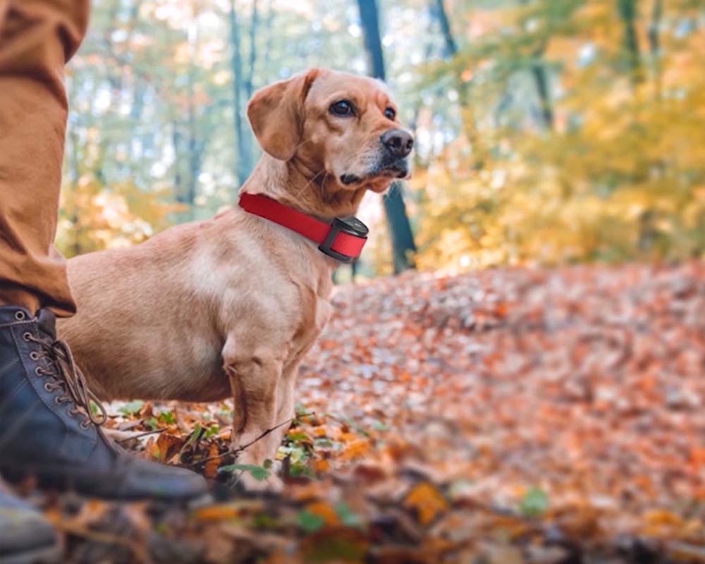 Geen Pull Hond Vest Harnas Voor Kleine Middelgrote... – Vicedeal