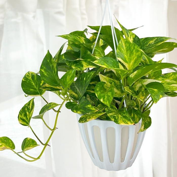 Amazon｜観葉植物 ポトス テルノ No.001 バレンシア 5号鉢 吊り鉢