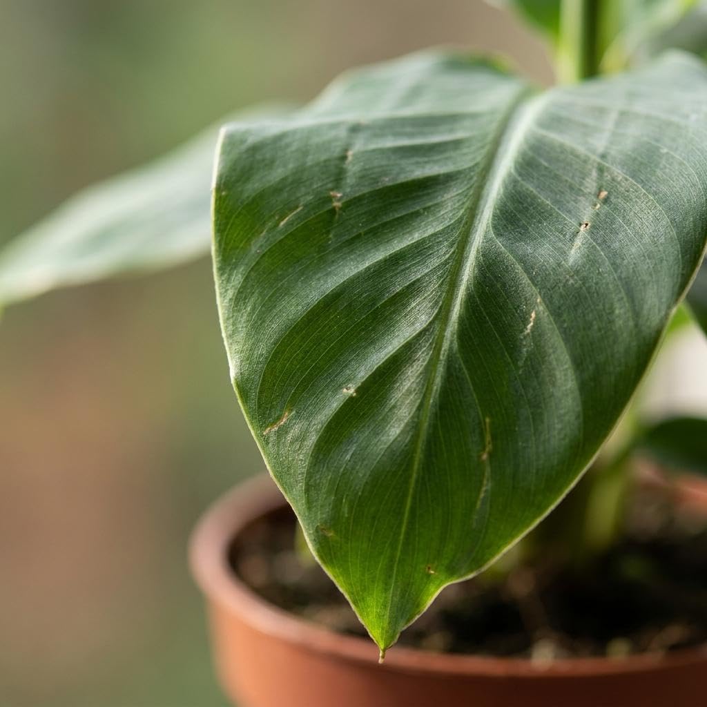 Banano Nano in Cesto di Alga Marina, da Interno, Verde, Set da 2, 30cm