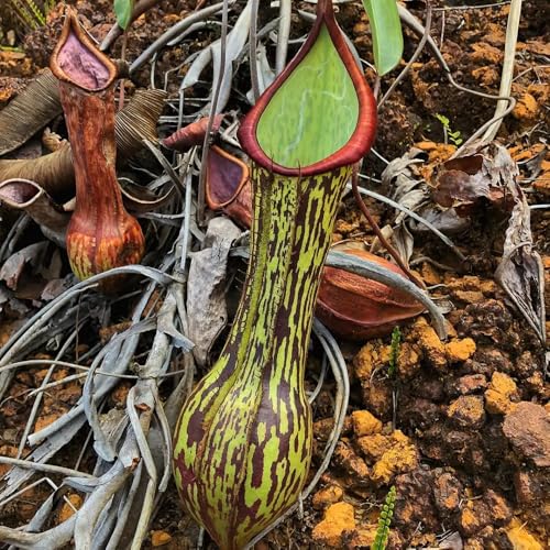 semi di nepenthes - perenni resistenti giardino roccioso biologici esotiche 120pcs