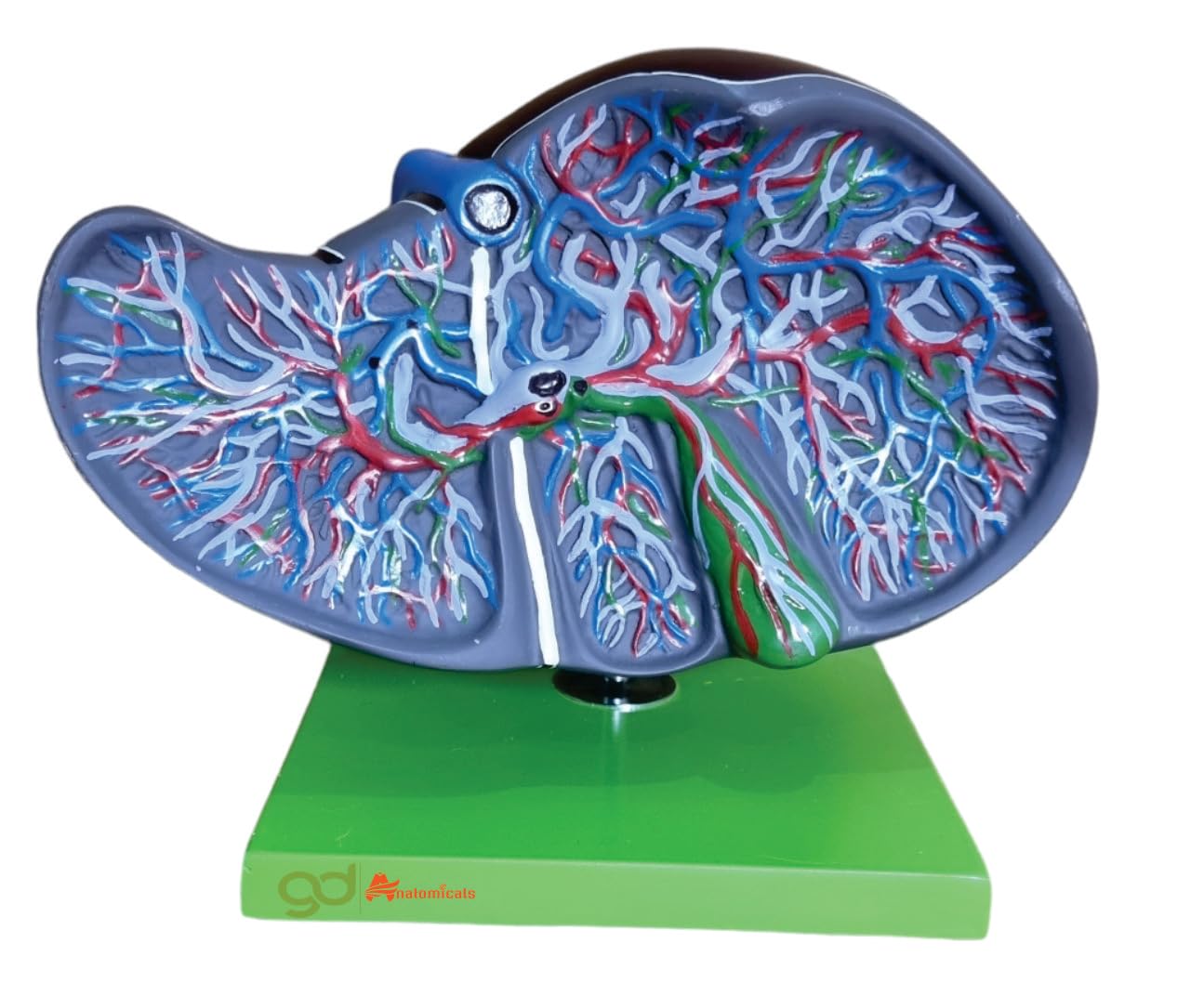 Comprehensive Liver Dissection Model for Doctors' Offices - Lifesize Anatomical Educational Tool for Medical Professionals and Healthcare Practitioners - Realistic 3D Liver Anatomy Model for In-Depth Study and Medical Training - Ideal for Clinical Settings, Medical Practices, and Hepatology Education"