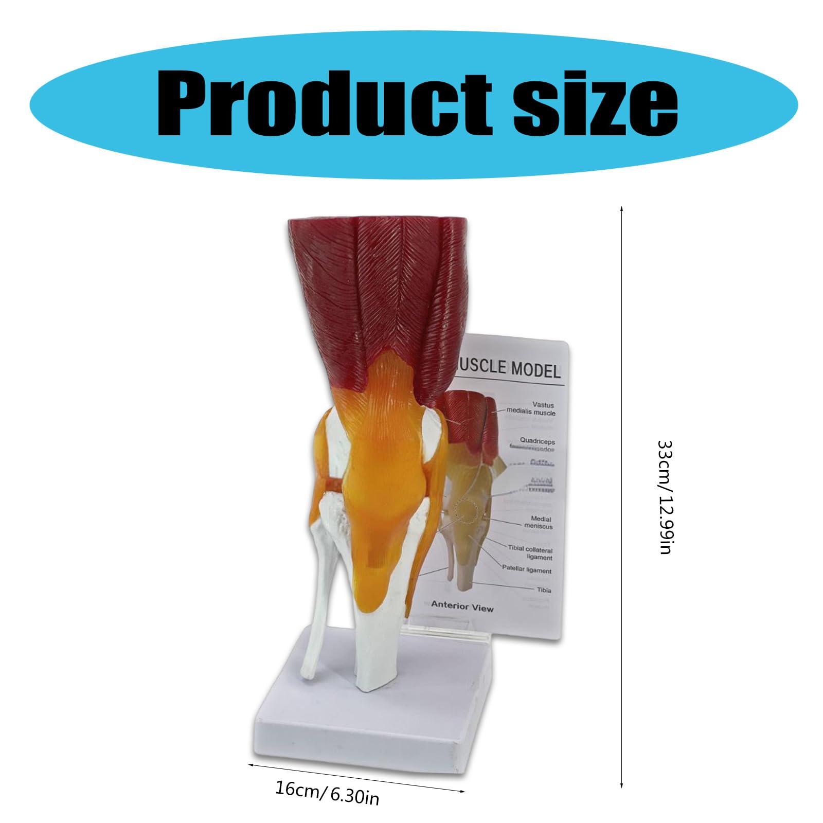 Modello articolazione del ginocchio per visualizzazione didattica Modello pratico anatomia del ginocchio umano con legamenti Materiale scolastico Articolazione umana per l ' educazione scientifica