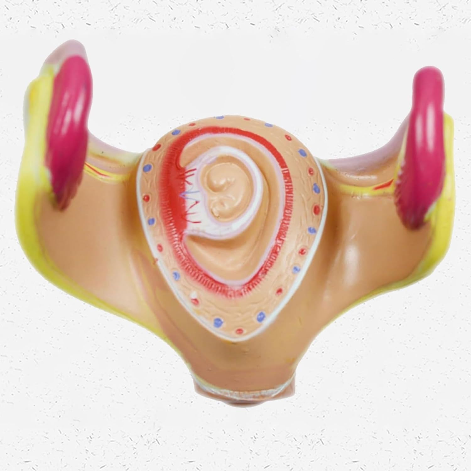 8 Stück menschliche Embryo/Fetus-Entwicklungsmodell, Stadien der Schwangerschaft in der Gebärmutter mit abnehmbaren Teilen, Schwangerschafts-Becken-Anatomie-Modell für Ärzte, Krankenschwestern