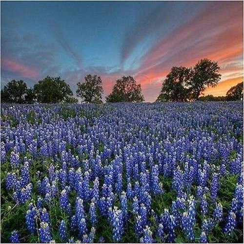Texas Bluebonnet Flower Seeds (Lupinus Texenis) 40 Seeds