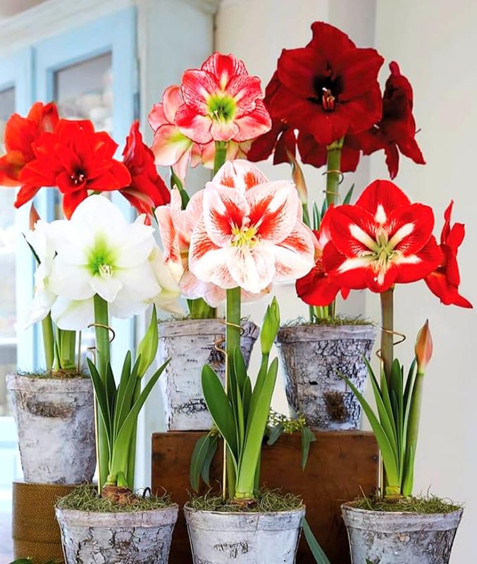 Amaryllis Lily Double Flower Bulbs Multi-Color (Pack of 5 Mixed Flower Bulbs)-image-32