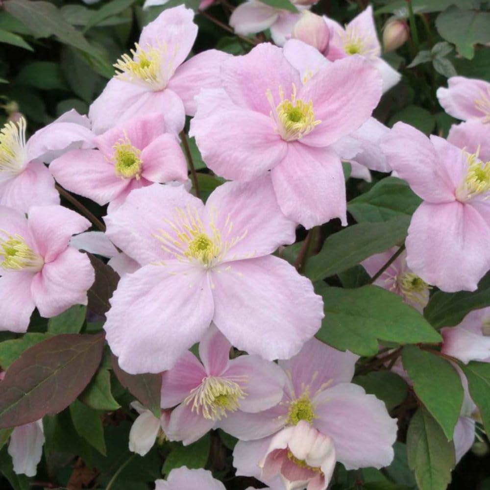 Clematis Montana 'Mayleen' - Mile-a-Minute Rapid-Growing Climbing Shrub with Scented Pink Blooms and Bronze Foliage - 2X Tower Pot Collection by Thompson & Morgan