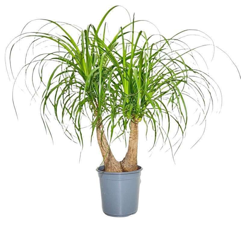 Beaucarnea. Garden Talamonti.