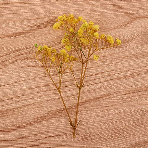 Flores y hojas secas prensadas naturales para manualidades miniatura 3