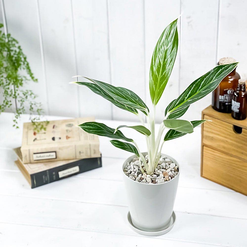 Amazon.co.jp: PLANCHU 観葉植物 アグラオネマ スノーホワイト 4号鉢
