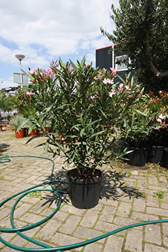 Tropictrees Nerium Oleander | Oleander planten winterhard | altijd groene winterharde plant met een hoogte van 120-140… - Afbeelding 3