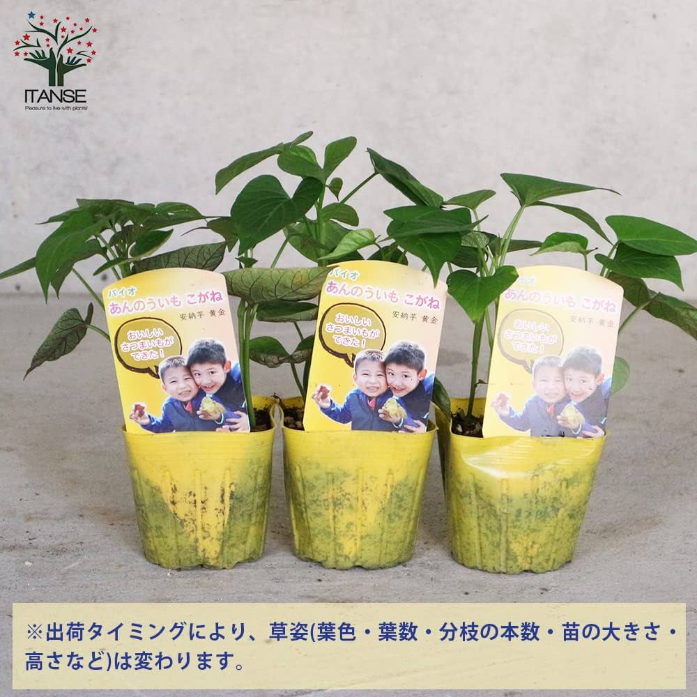 さつまいも苗　安納芋苗　こがね　90本 楽天市場】【ポイント2倍☆マラソン期間】さつまいもの苗安納芋