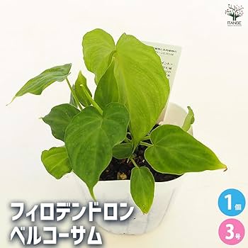 フィロデンドロン カロッスム 現品お届け】フィロデンドロン カローサム（カロッスム）4号