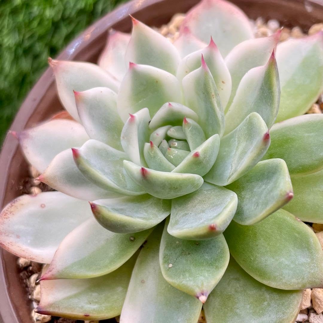 Amazon｜多肉植物 チワワエンシス錦 現物 アイボリー色の斑入り 尖った