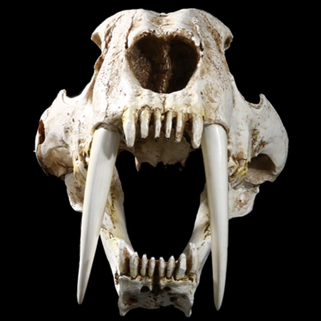 1: 1 Saber-Toothed Tiger Resin Skull for Head Model Home Decor Hallow Aid Teaching Dog Canine Aid Lumbar Vertebrae Coccyx Model Anatomy Display Study Veterinary Research